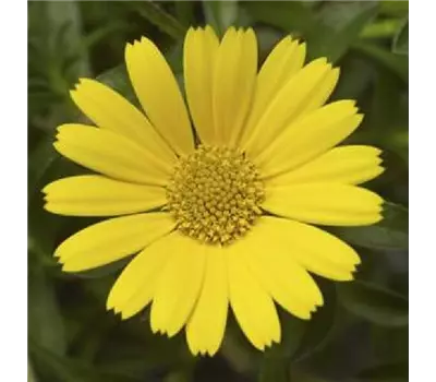 Asteriscus maritimus 'Aurelia® Sun'