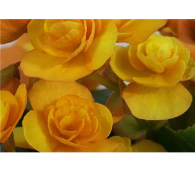 Begonia elatior 'Catrin'