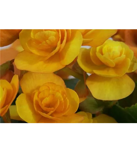 Begonia elatior 'Catrin'