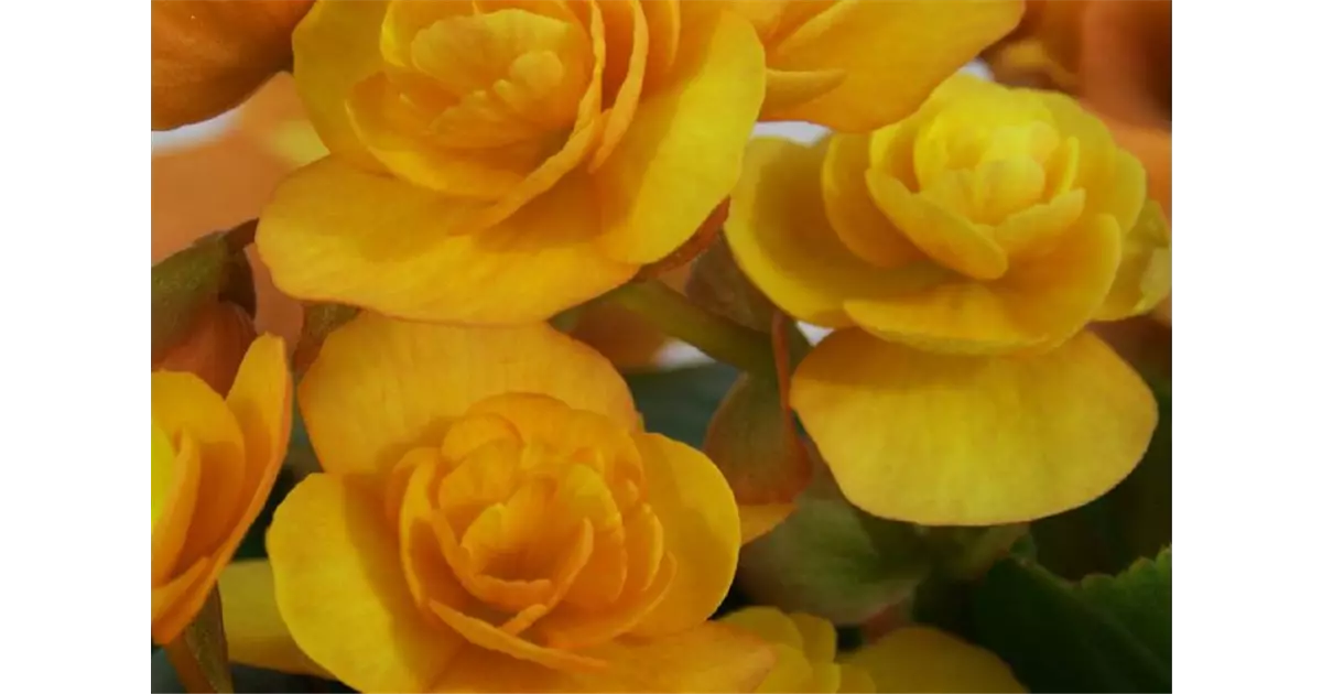 Begonia elatior 'Catrin'