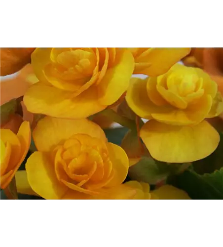 Begonia elatior 'Catrin'
