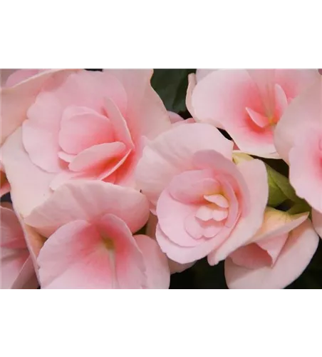 Begonia elatior 'Louise'