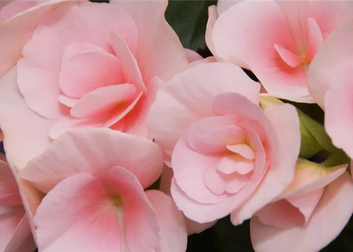 Begonia elatior 'Louise'