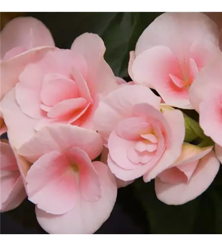 Begonia elatior 'Louise'