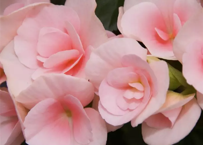 Begonia elatior 'Louise'