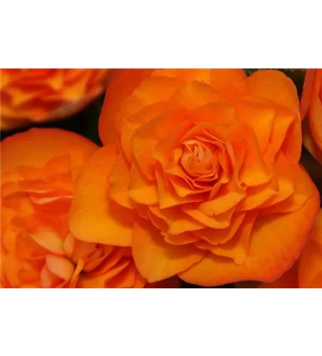Begonia elatior 'Orangedrops'