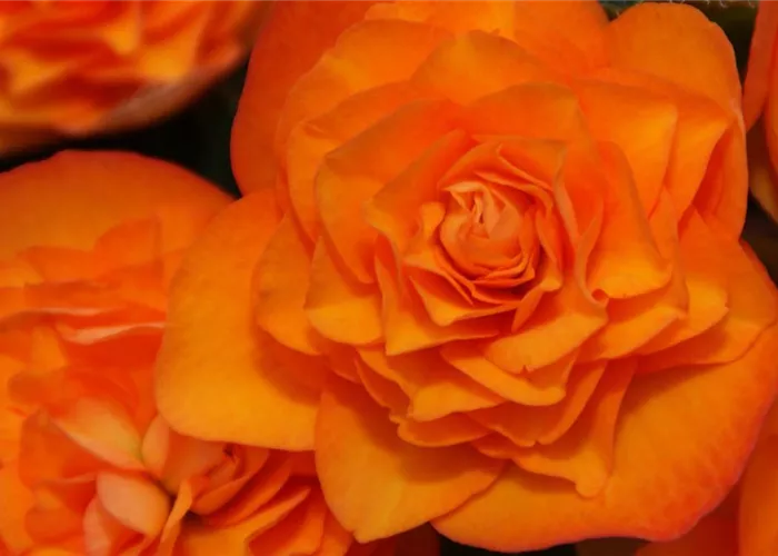 Begonia elatior 'Orangedrops'
