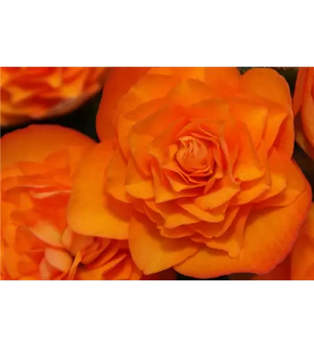 Begonia elatior 'Orangedrops'