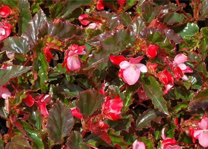 Begonia richmondensis