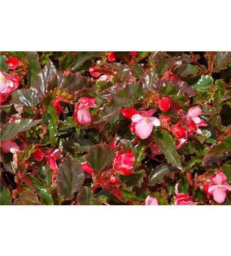 Begonia richmondensis