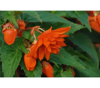 Begonia Belissa 'Flame' 