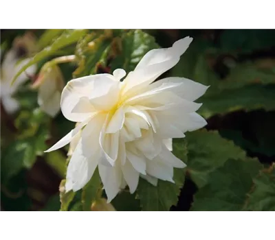 Begonia Bellissa 'White'