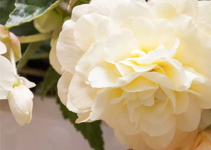 Begonia 'Chardonnay'(s)