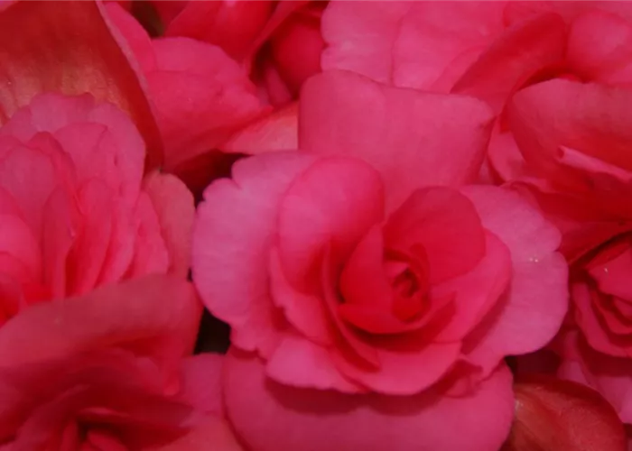 Begonia elatior 'Picco'