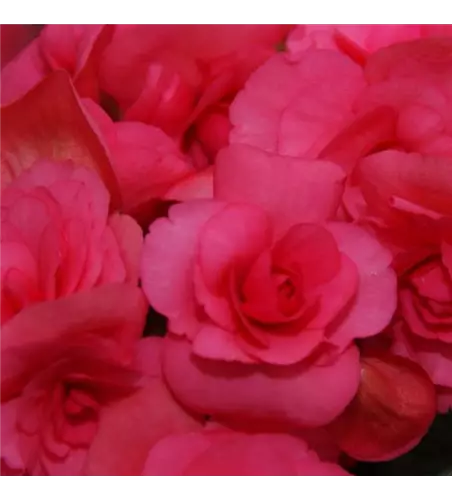 Begonia elatior 'Picco'