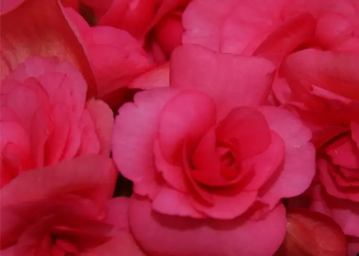 Begonia elatior 'Picco'