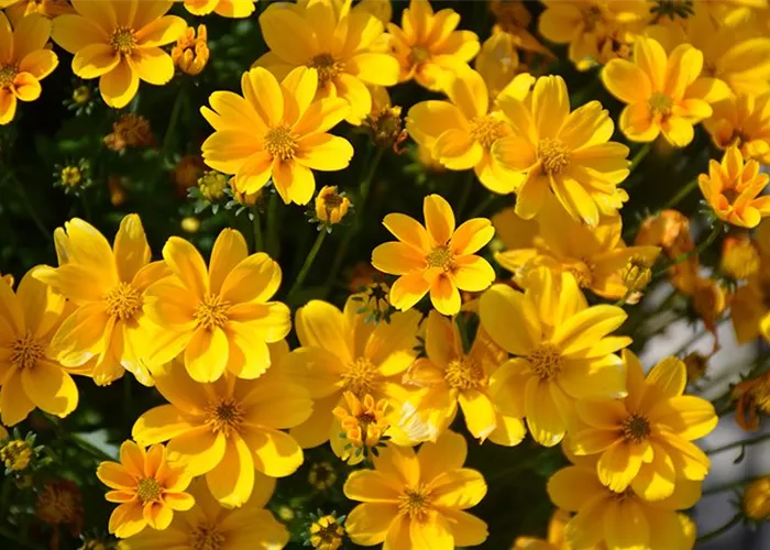 Bidens 'Timeless Golden Empire'