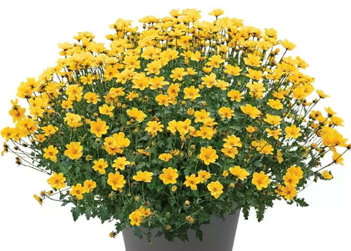 Bidens 'Timeless Golden Empire'