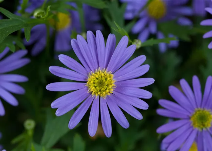 Brachyscome iber. 'Brasco Violet'