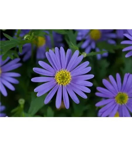 Brachyscome iber. 'Brasco Violet'