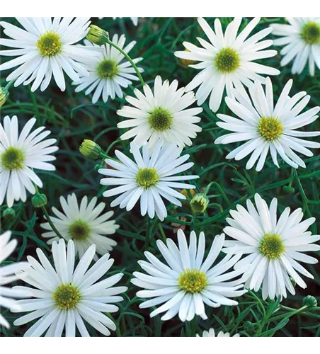 Brachyscome multifida 'Surdaisy White' 