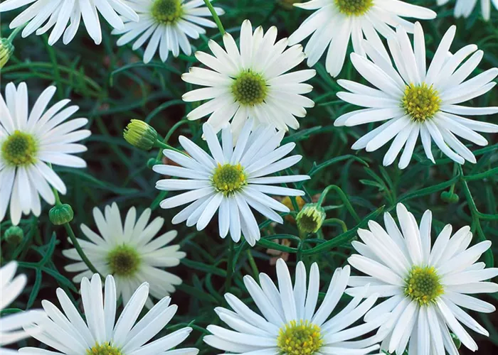 Brachyscome multifida 'Surdaisy White' 