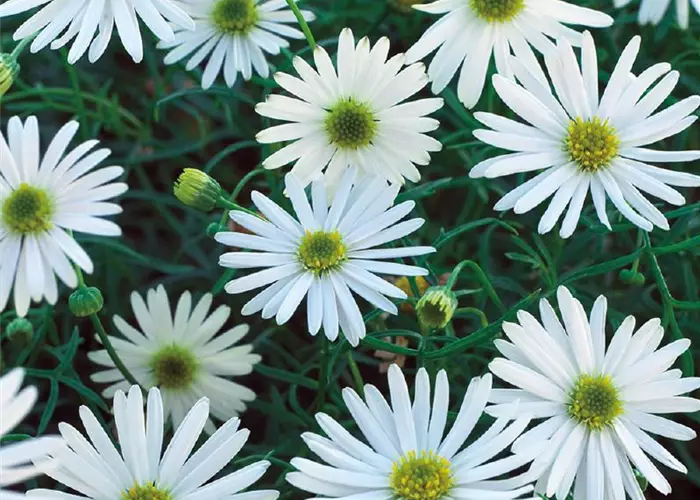 Brachyscome multifida 'Surdaisy White' 