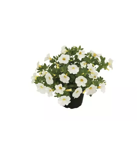 Calibrachoa POCKET™ White'