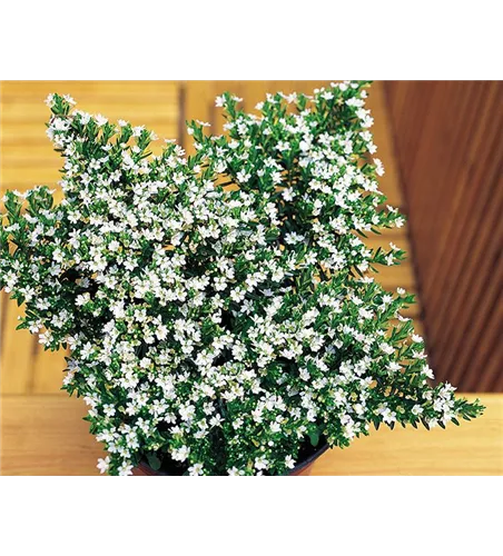 Cuphea hyssopifolia 'Weiss'