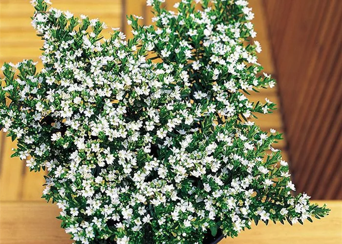 Cuphea hyssopifolia 'Weiss'