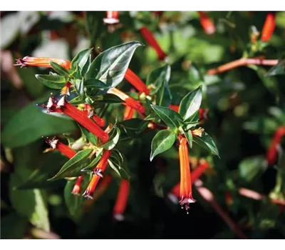 Cuphea micropetala 'Light my Fire'