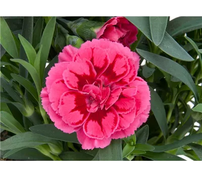 Dianthus 'Oscar® Purple Wings'