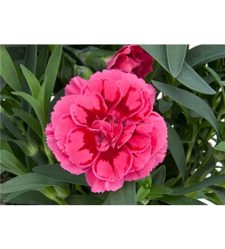 Dianthus 'Oscar® Purple Wings'