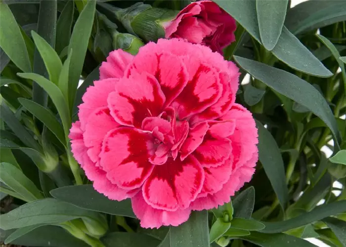 Dianthus 'Oscar® Purple Wings'