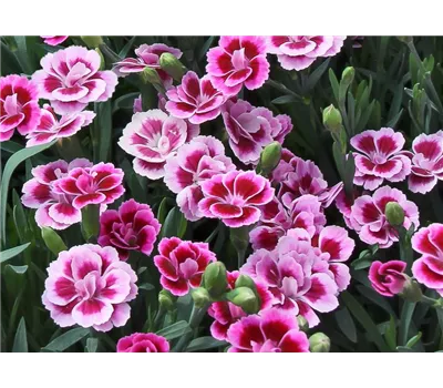 Dianthus 'Pink Kisses'®