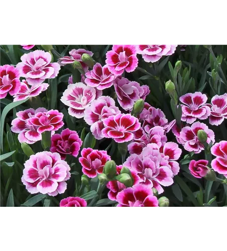 Dianthus 'Pink Kisses'®