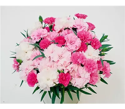 Dianthus 'I Love U®'
