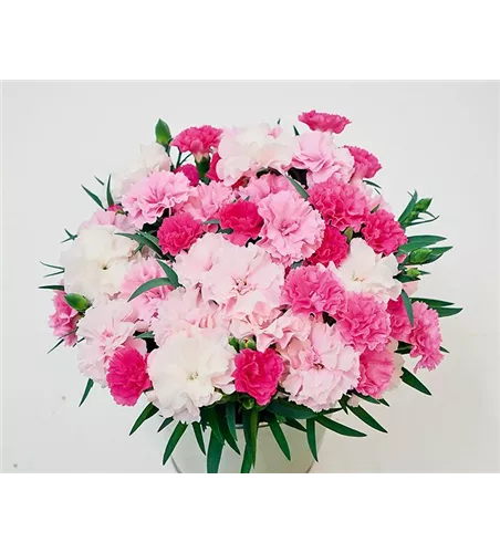 Dianthus 'I Love U®'