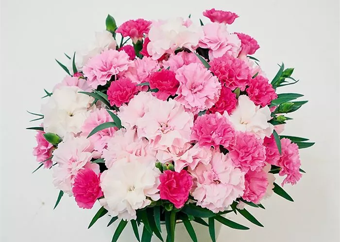 Dianthus 'I Love U®' Dianthus 'I Love U®'