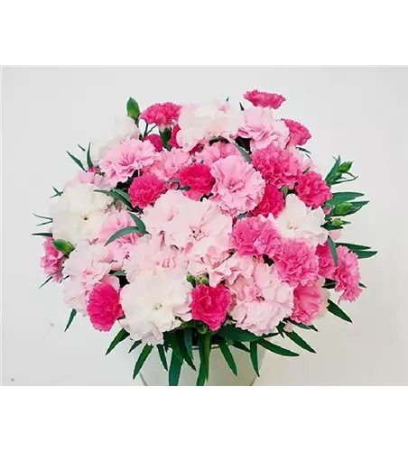 Dianthus 'I Love U®'