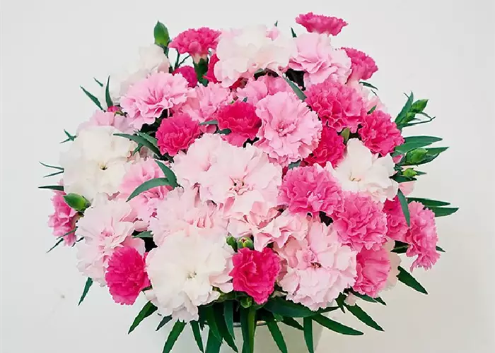 Dianthus 'I Love U®'