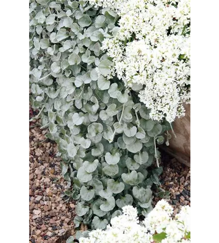 Dichondra argentea 'Silver Falls' 