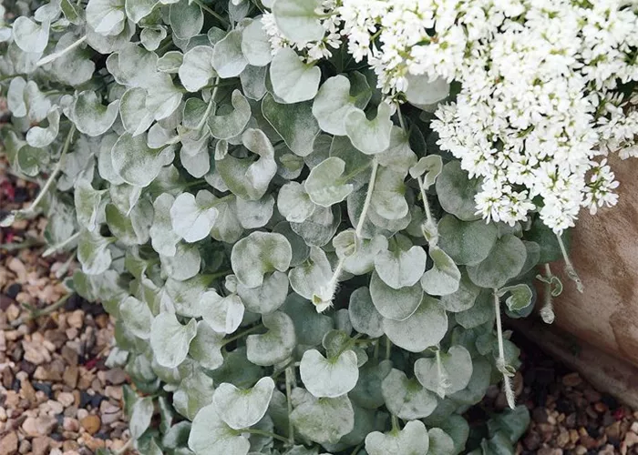 Dichondra argentea 'Silver Falls'  Dichondra argentea 'Silver Falls'