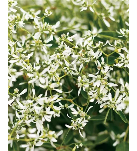 Euphorbia hypericifolia 'Diamond Ice'