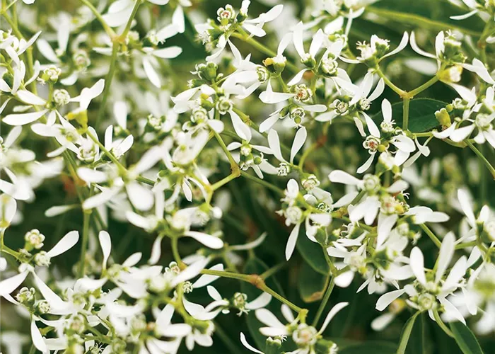 Euphorbia hypericifolia 'Diamond Ice' Euphorbia hypericifolia 'Diamond Ice'