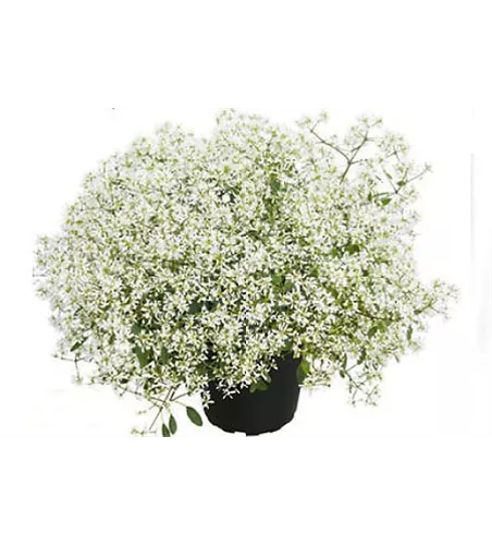 Euphorbia hypericifolia 'Diamond Snow'