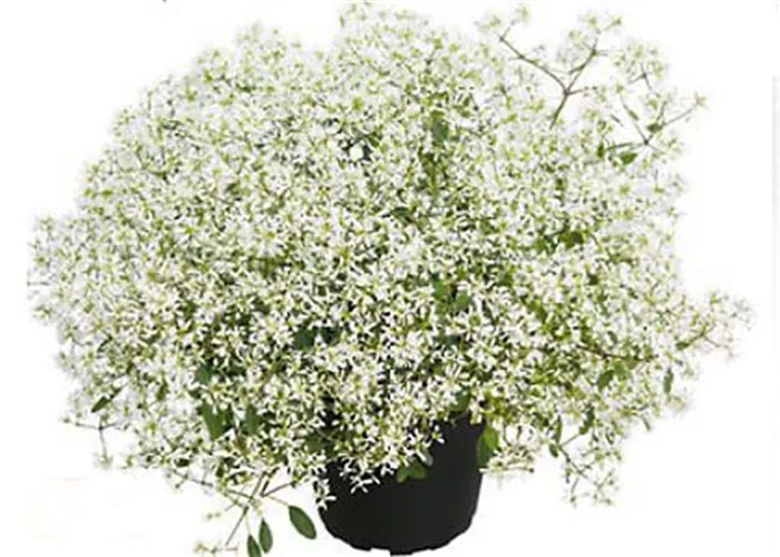 Euphorbia hypericifolia 'Diamond Snow' Euphorbia hypericifolia 'Diamond Snow'