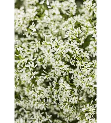 Euphorbia hypericifolia 'Diamond Snow'