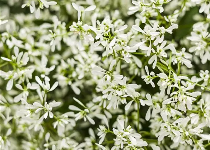 Euphorbia hypericifolia 'Diamond Snow'