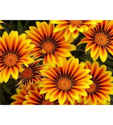 Gazania rigens 'New Magic'